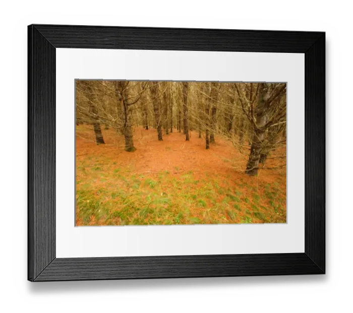 Framed Print : 07. USA, Main. Forest floor Framed Print : 07. USA, Main. Forest floor