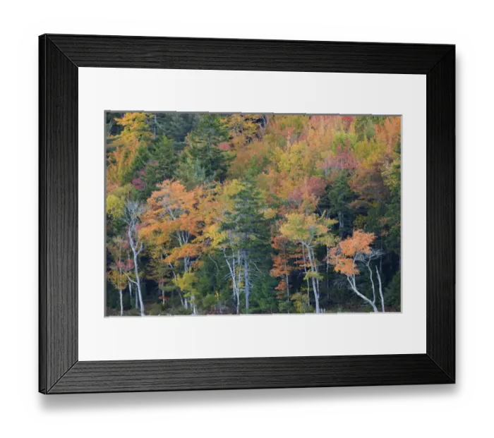 Framed Print : North America, USA, Maine. Fall foliage in Acadia National Park Framed Print : North America, USA, Maine. Fall foliage in Acadia National Park