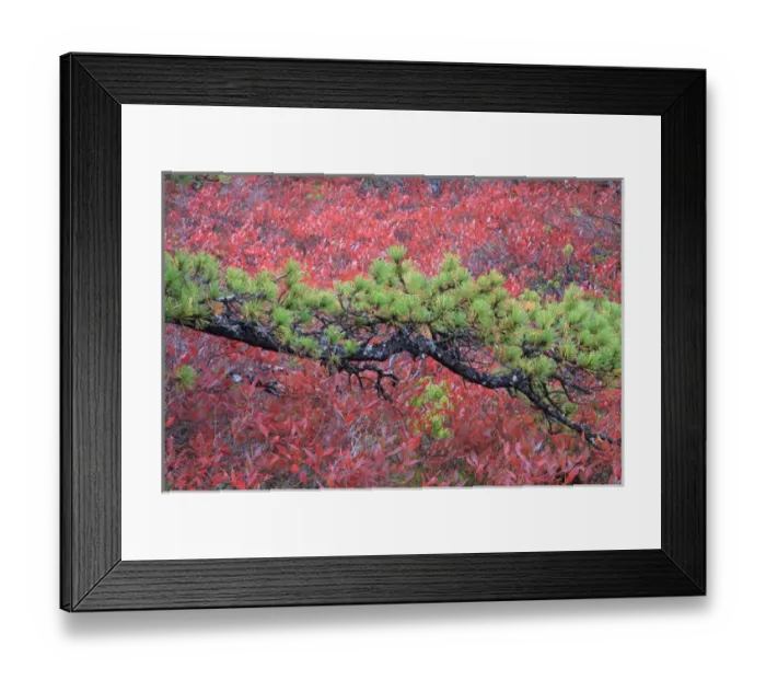 Framed Print : North America, USA, Maine. Pine and blueberry bushes in Acadia National Park Framed Print : North America, USA, Maine. Pine and blueberry bushes in Acadia National Park