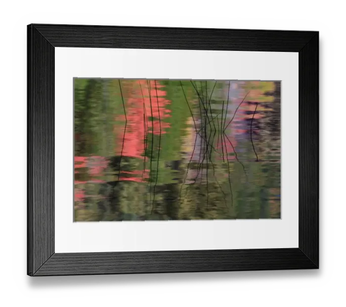 Framed Print : North America, USA, Maine. Refections and reeds in a pond Framed Print : North America, USA, Maine. Refections and reeds in a pond