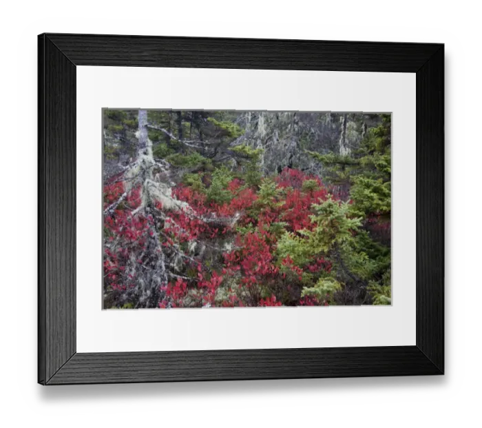 Framed Print : North America, USA, Maine. Pine and blueberry bushes in Acadia National Park