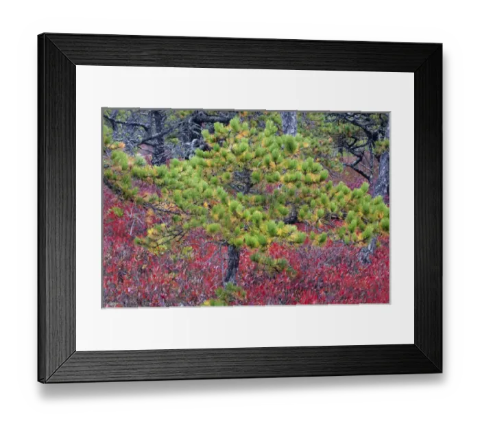 Framed Print : North America, USA, Maine. Pine and blueberry bushes in Acadia National Park