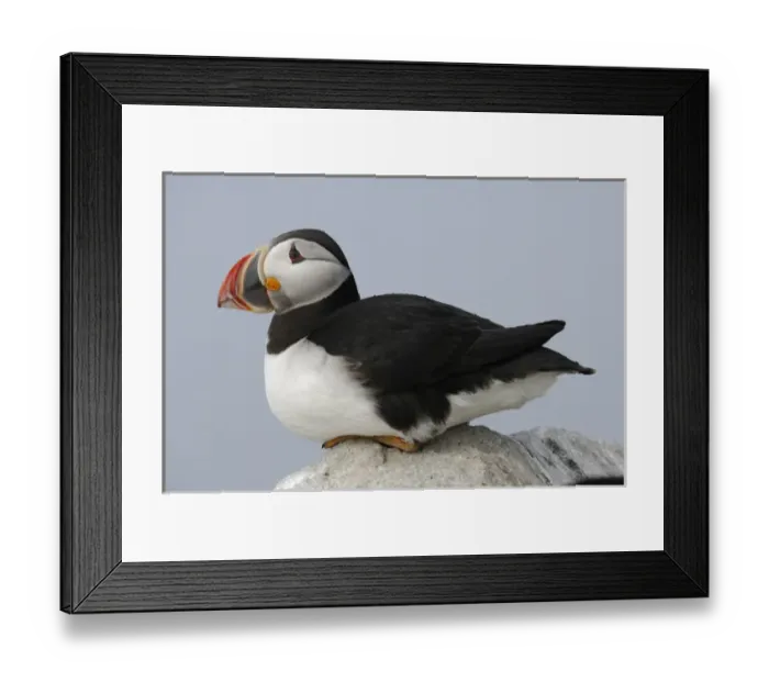 Framed Print : Atlantic Puffins, Machias Seal Island, Maine, United States of America Framed Print : Atlantic Puffins, Machias Seal Island, Maine, United States of America
