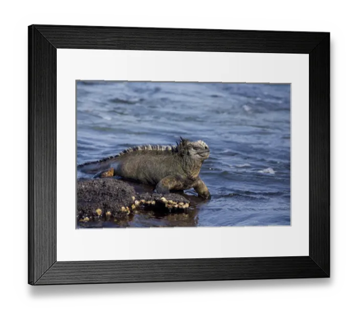 Framed Print : Ecuador, Galapagos. Fernandina Island (aka Narborough), Punta Espinosa area. Marine Iguana (WILD Framed Print : Ecuador, Galapagos. Fernandina Island (aka Narborough), Punta Espinosa area. Marine Iguana (WILD