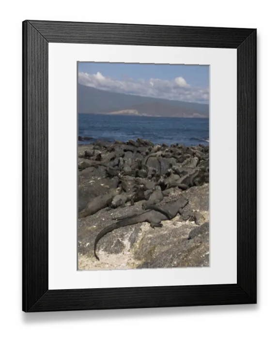 Framed Print : Ecuador, Galapagos. Fernandina Island (aka Narborough), Punta Espinosa area. Marine Framed Print : Ecuador, Galapagos. Fernandina Island (aka Narborough), Punta Espinosa area. Marine