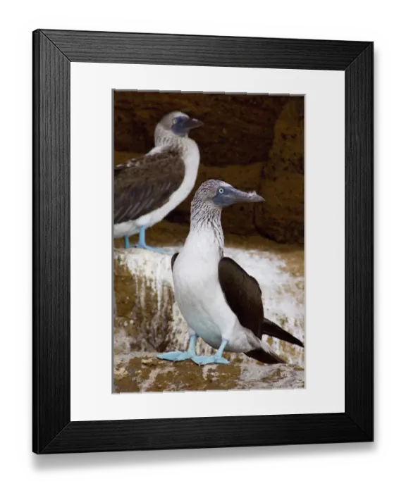 Framed Print : South America, Ecuador, Galapagos. Isabela Island, Tagus Cove. Blue-footed Booby (WILD Framed Print : South America, Ecuador, Galapagos. Isabela Island, Tagus Cove. Blue-footed Booby (WILD