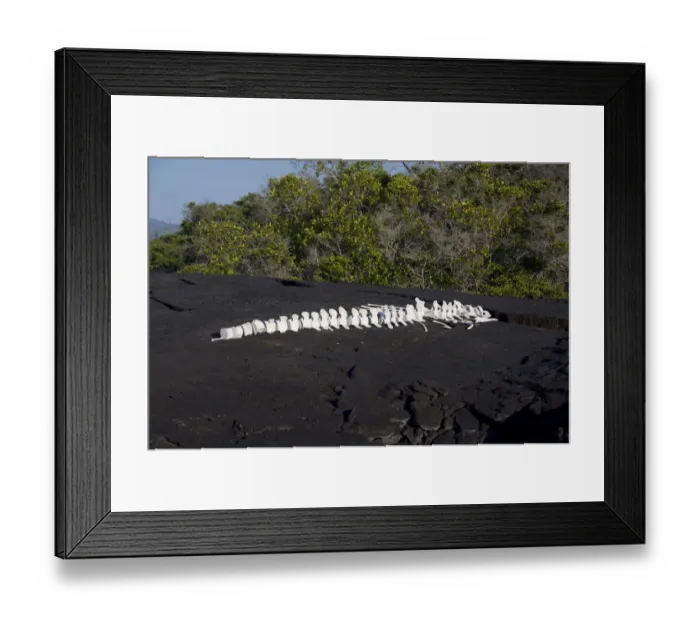 Framed Print : Ecuador, Galapagos. Fernandina Island (aka Narborough), Punta Espinosa area. Whale Framed Print : Ecuador, Galapagos. Fernandina Island (aka Narborough), Punta Espinosa area. Whale