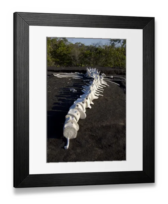 Framed Print : Ecuador, Galapagos. Fernandina Island (aka Narborough), Punta Espinosa area. Whale