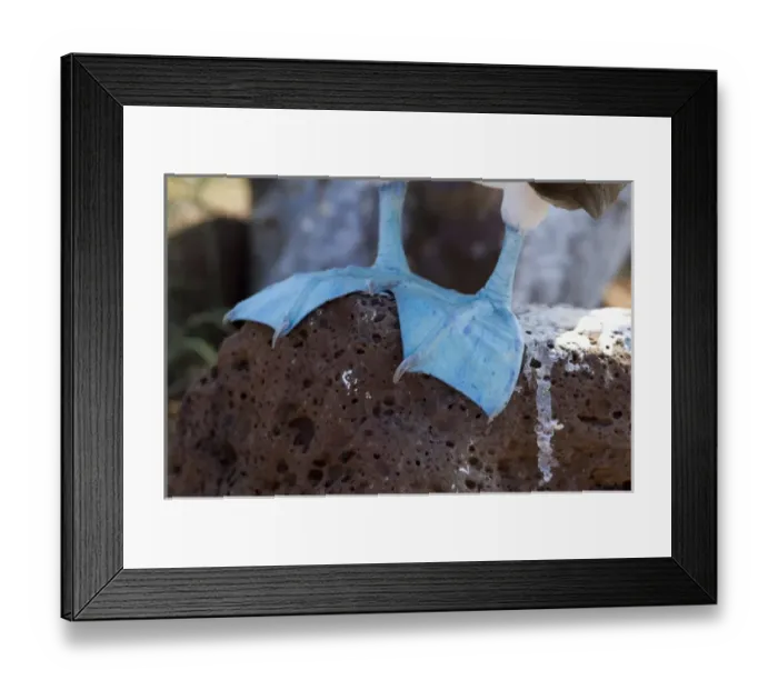 Framed Print : Ecuador, Galapagos, North Seymour. Blue-footed booby, close up of blue feet (WILD