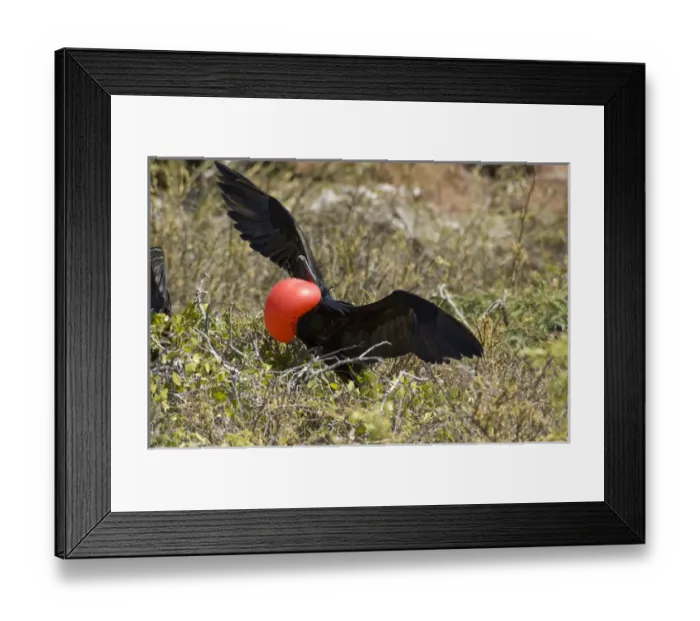 Framed Print : Ecuador, Galapagos, North Seymour. Great Frigatebird (M) with inflated red gular Framed Print : Ecuador, Galapagos, North Seymour. Great Frigatebird (M) with inflated red gular