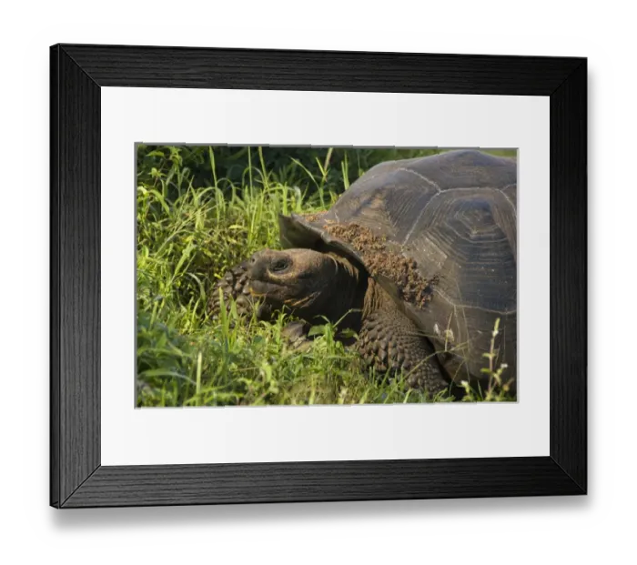 Framed Print : Ecuador, Galapagos, Santa Cruz. Galapagos Giant Tortoise (WILD: Geochelone nigrita Framed Print : Ecuador, Galapagos, Santa Cruz. Galapagos Giant Tortoise (WILD: Geochelone nigrita