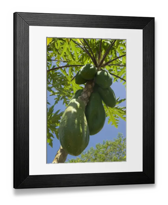 Framed Print : Ecuador, Galapagos. Santa Cruz highlands, Lava Java organic coffee plantation. Papaya Framed Print : Ecuador, Galapagos. Santa Cruz highlands, Lava Java organic coffee plantation. Papaya