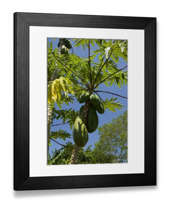 Framed Print : Ecuador, Galapagos. Santa Cruz highlands, Lava Java organic coffee plantation. Papaya Framed Print : Ecuador, Galapagos. Santa Cruz highlands, Lava Java organic coffee plantation. Papaya