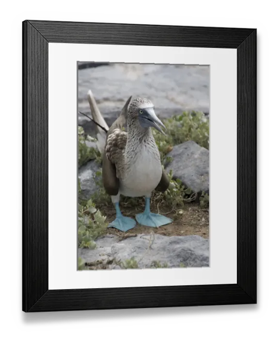 Framed Print : Ecuador, Galapagos. Espanoloa (aka Hood), Punta Suarez. Bluefooted booby showing Framed Print : Ecuador, Galapagos. Espanoloa (aka Hood), Punta Suarez. Bluefooted booby showing