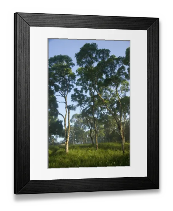 Framed Print : South America, Ecuador, Galapagos, Santa Cruz. Typical highland forest with early Framed Print : South America, Ecuador, Galapagos, Santa Cruz. Typical highland forest with early