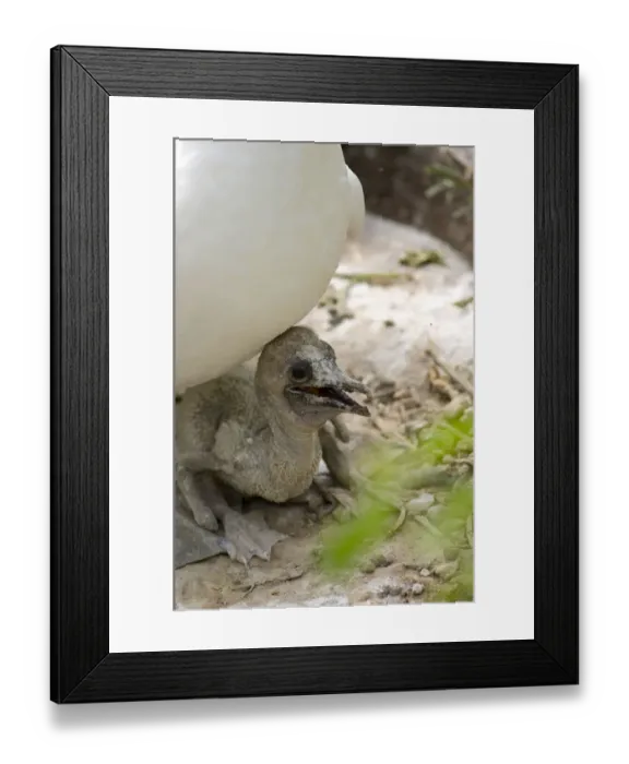 Framed Print : Ecuador, Galapagos. Espanoloa (aka Hood), Punta Suarez. Nazca Booby, aka Masked booby