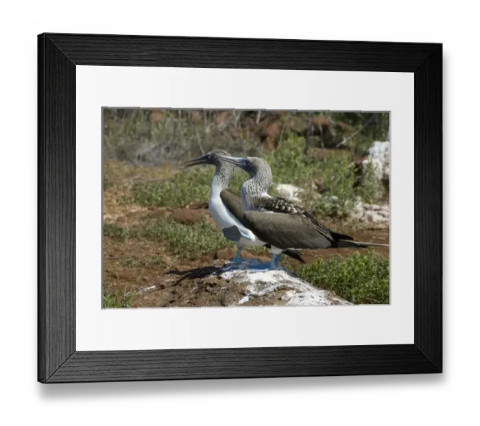 Framed Print : Ecuador, Galapagos, North Seymour. Blue-footed booby showing feet in courtship dance Framed Print : Ecuador, Galapagos, North Seymour. Blue-footed booby showing feet in courtship dance