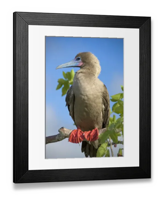 Framed Print : Ecuador, Galapagos. Genovesa Island aka Tower. Prince Philips Steps and nature trail