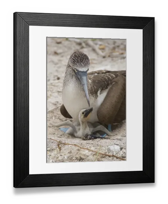 Framed Print : Ecuador, Galapagos, Lobos Island. Nesting Blue-footed Booby (WILD: Sula nebouxii