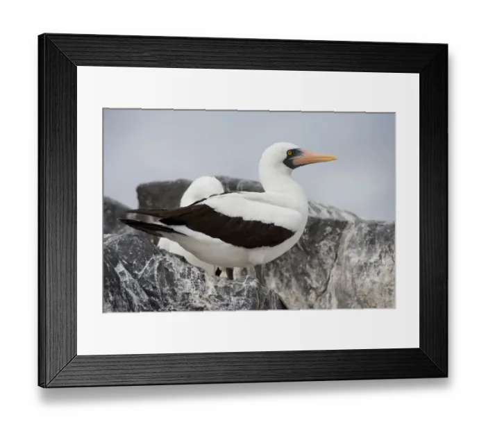 Framed Print : Ecuador, Galapagos, Espanola, Punta Suarez. Nazca booby aka Masked booby, (Wild Framed Print : Ecuador, Galapagos, Espanola, Punta Suarez. Nazca booby aka Masked booby, (Wild