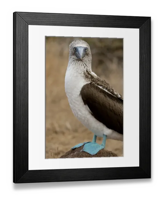 Framed Print : Ecuador, Galapagos, North Seymour. Blue-footed booby (WILD: Sula nexbouxii excisa)
