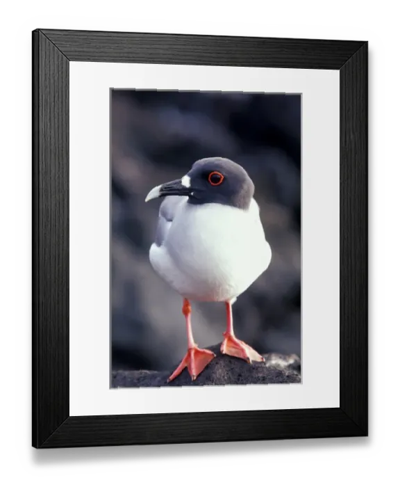 Framed Print : South America, Ecuador, Galapagos Islands. Swallow tailed gull (Creasrus furcatus) Framed Print : South America, Ecuador, Galapagos Islands. Swallow tailed gull (Creasrus furcatus)