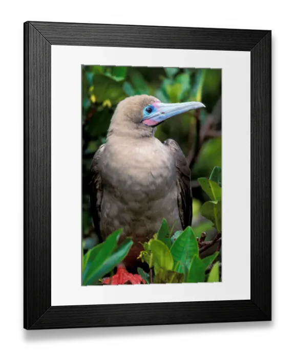 Framed Print : South America, Ecuador, Galapagos Islands. Red footed booby (Sula sula)