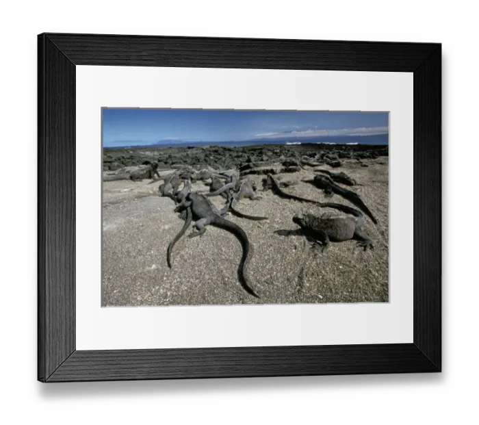 Framed Print : South America, Ecuador, Galapagos Islands. Land Iguanas Framed Print : South America, Ecuador, Galapagos Islands. Land Iguanas