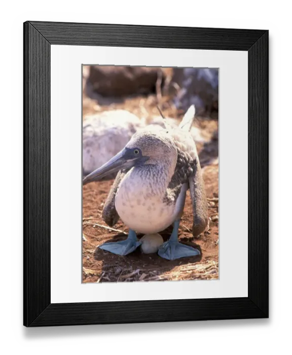 Framed Print : South America, Ecuador, Galapagos Islands. Blue footed booby (Sula nebouxii) Framed Print : South America, Ecuador, Galapagos Islands. Blue footed booby (Sula nebouxii)