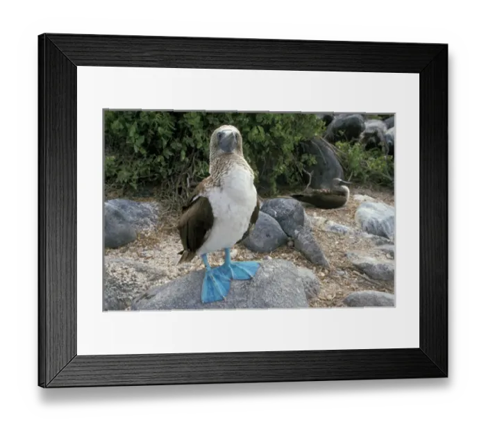 Framed Print : South America, Ecuador, Galapagos Islands. Blue footed booby (Sula nebouxii)