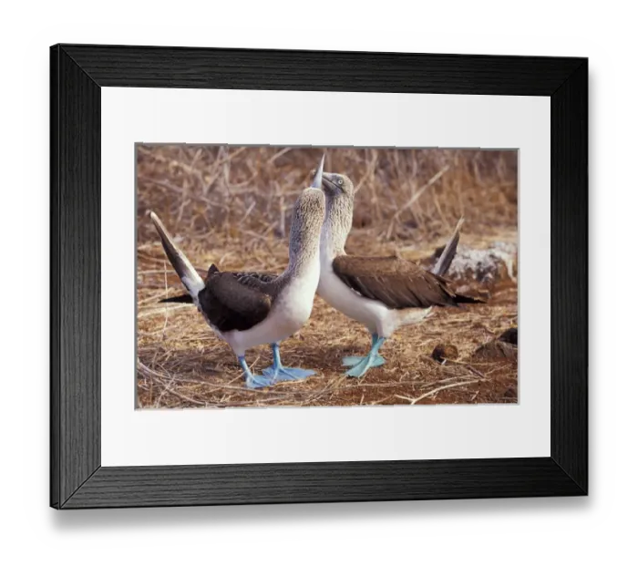 Framed Print : South America, Ecuador, Galapagos Islands. Blue footed boobies (Sula nebouxii) Framed Print : South America, Ecuador, Galapagos Islands. Blue footed boobies (Sula nebouxii)