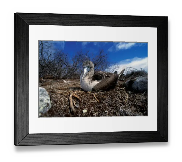 Framed Print : South America, Ecuador, Galapagos Islands. Blue footed booby (Sula nebouxii) Framed Print : South America, Ecuador, Galapagos Islands. Blue footed booby (Sula nebouxii)