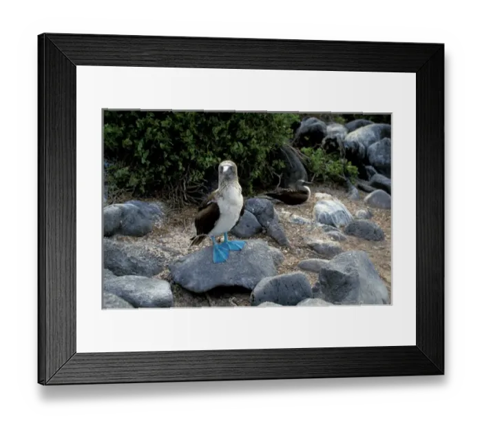 Framed Print : South America, Ecuador, Galapagos Islands. Blue footed booby (Sula nebouxii)
