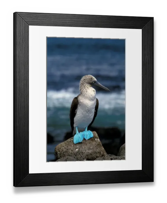 Framed Print : South America, Ecuador, Galapagos Islands. Blue footed booby (Sula nebouxii)