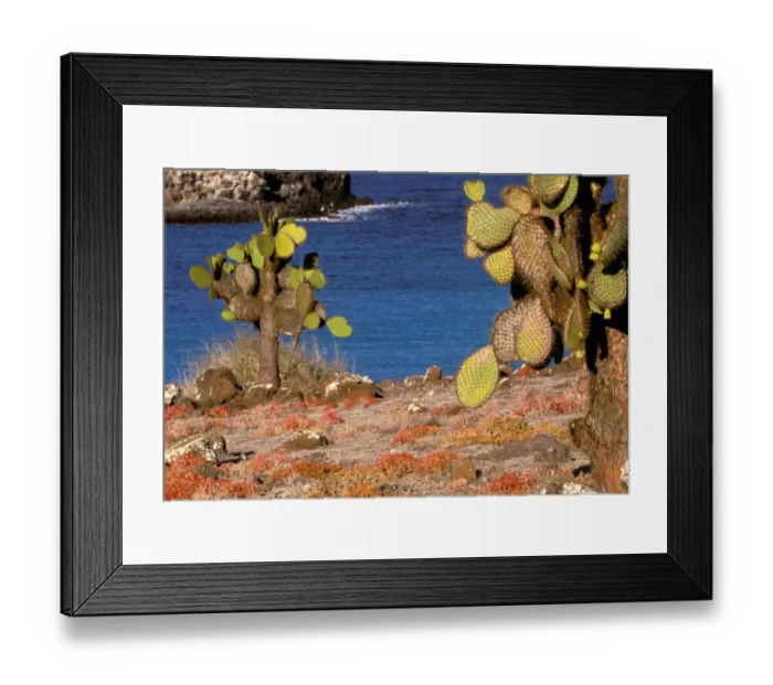 Framed Print : South America, Ecuador, Galapagos Islands. Prickly Pear Cactus (Opuntia cactaceae) Framed Print : South America, Ecuador, Galapagos Islands. Prickly Pear Cactus (Opuntia cactaceae)