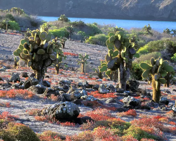 South America, Ecuador, Galapagos Islands. Prickly Pear Cactus (Opuntia cactaceae)