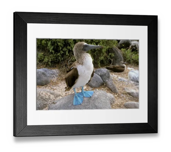 Framed Print : South America, Ecuador, Galapagos Islands. Blue footed boobies (Sula nebouxii) Framed Print : South America, Ecuador, Galapagos Islands. Blue footed boobies (Sula nebouxii)