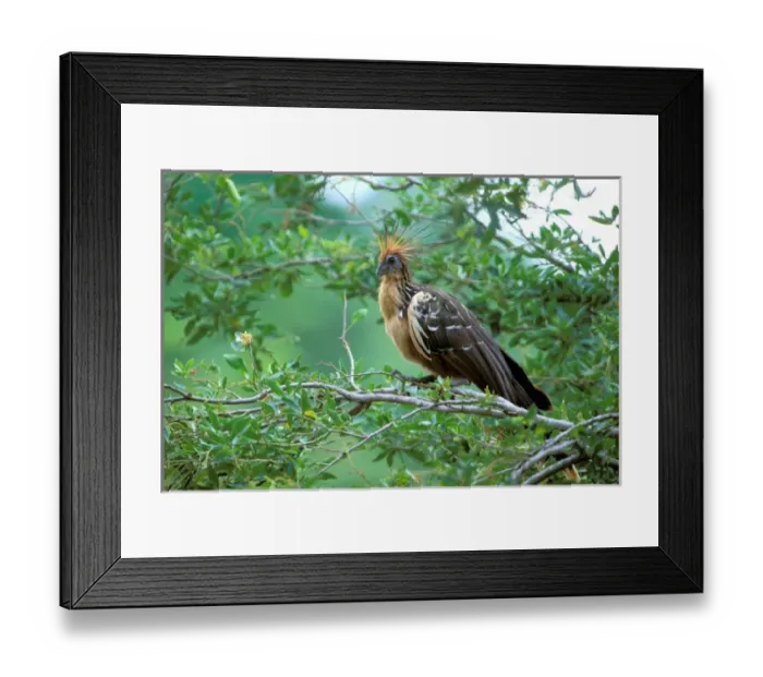 Framed Print : South America, Ecuador, Hoatzin (Opisthocomus hoazin) Framed Print : South America, Ecuador, Hoatzin (Opisthocomus hoazin)