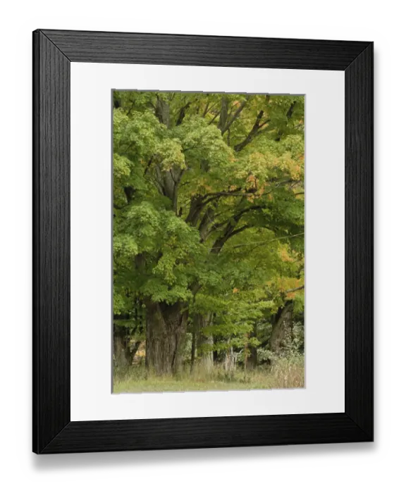 Framed Print : Autumn foliage, Concord, Massachusetts Framed Print : Autumn foliage, Concord, Massachusetts