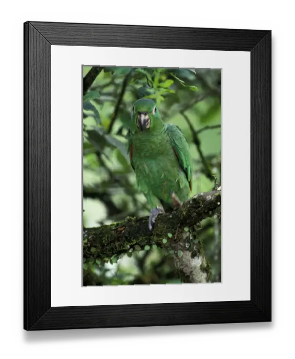 Framed Print : South America, Ecuador, Aguaryco River. Mealy Parrot (A. Farinosa) Framed Print : South America, Ecuador, Aguaryco River. Mealy Parrot (A. Farinosa)