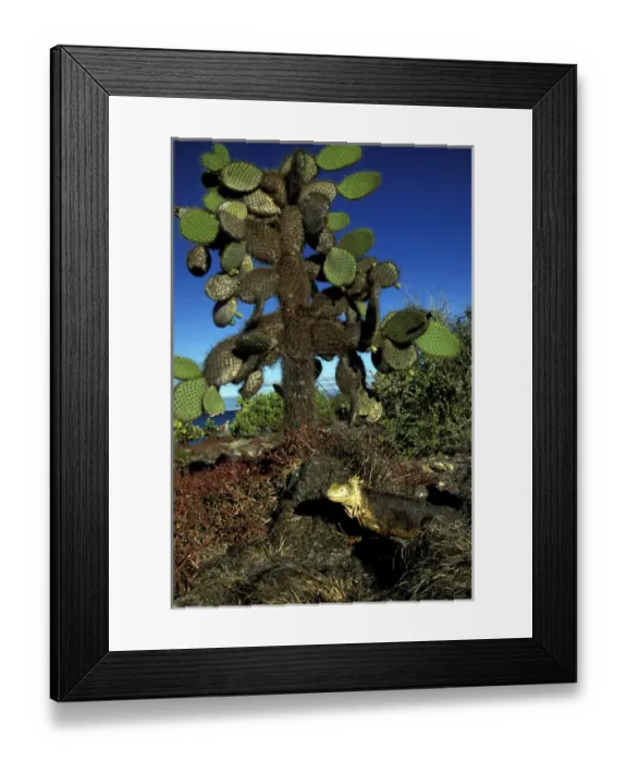 Framed Print : South America, Ecuador, Galapagos Islands. Land Iguana (Conolophus subcristatus)