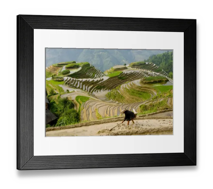 Framed Print : Chinese farmer preparing field for planting rice, Seven Stars and Moon viewpoint Framed Print : Chinese farmer preparing field for planting rice, Seven Stars and Moon viewpoint