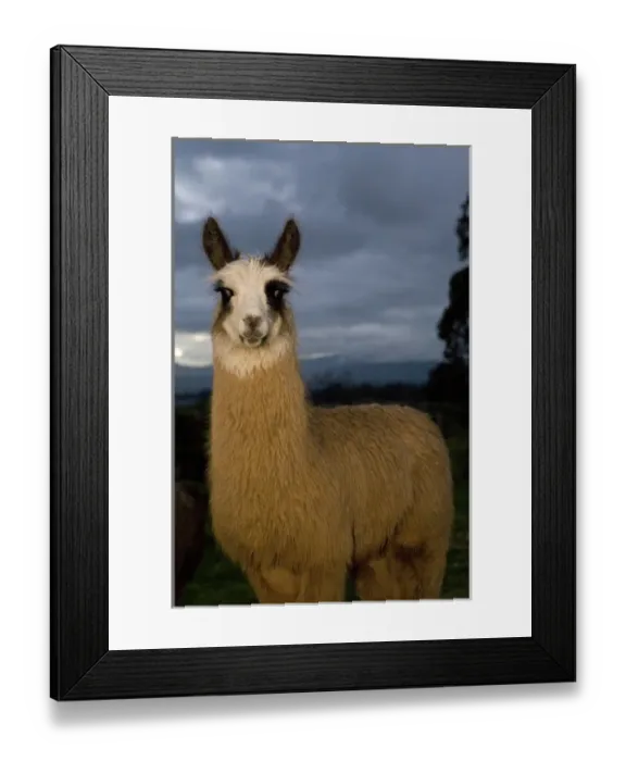 Framed Print : Hacienda San Agustin de Callo PR Framed Print : Hacienda San Agustin de Callo PR