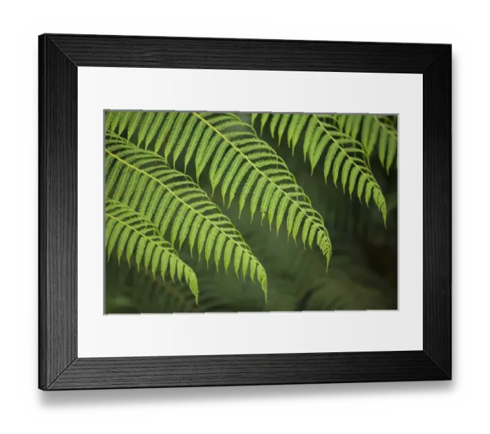 Framed Print : Ferns, Sachatamia Lodge, Mindo, Pichincha province, Ecuador, South America. PR Framed Print : Ferns, Sachatamia Lodge, Mindo, Pichincha province, Ecuador, South America. PR