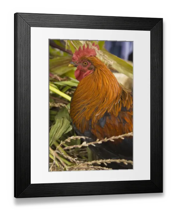Framed Print : South America, Ecuador, Saquisili, roosters for sale at weekly food and crafts market Framed Print : South America, Ecuador, Saquisili, roosters for sale at weekly food and crafts market