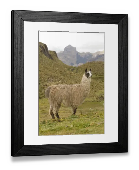 Framed Print : South America, Ecuador. Llama (Llama glama), Cajas National Park (Parque Nacional El Cajas) Framed Print : South America, Ecuador. Llama (Llama glama), Cajas National Park (Parque Nacional El Cajas)