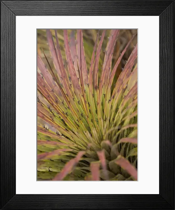Framed Print : South America, Ecuador. Puya bromeliad, Cajas National Park (Parque Nacional El Cajas) Framed Print : South America, Ecuador. Puya bromeliad, Cajas National Park (Parque Nacional El Cajas)