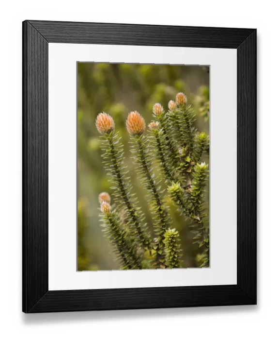 Framed Print : South America, Ecuador. Chuquirahua thistle (member of aster family)