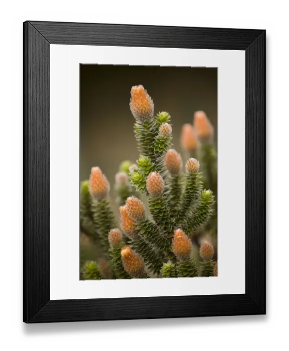 Framed Print : South America, Ecuador. Chuquirahua thistle (member of aster family) Framed Print : South America, Ecuador. Chuquirahua thistle (member of aster family)
