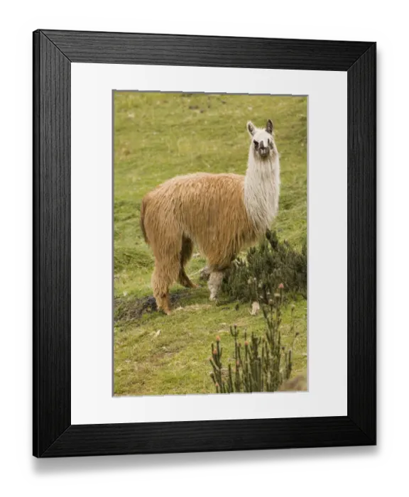 Framed Print : South America, Ecuador. Llama (Llama glama), Cajas National Park (Parque Nacional El Cajas)
